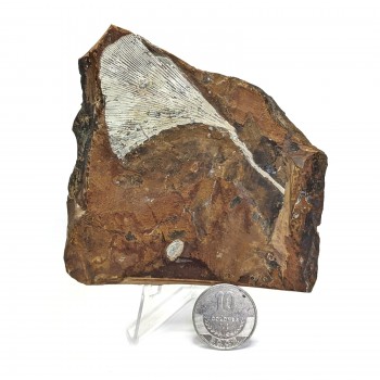 Ginkgo Cranei 9 cm