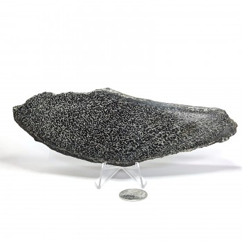 Hueso de Sauropodo 19 cm