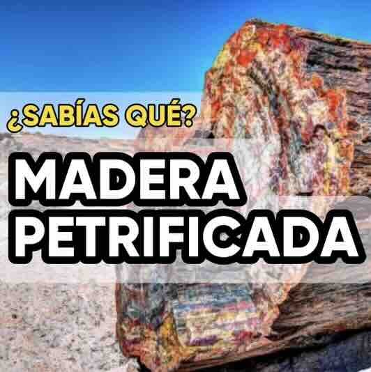 ¿SABÍAS QUÉ? LA MADERA PETRIFICADA