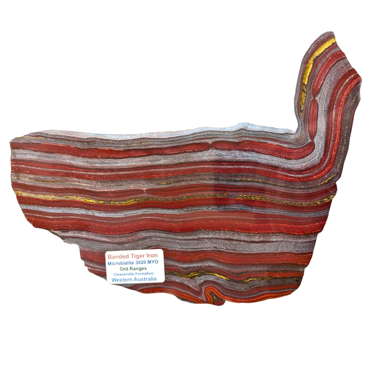 Rodaja de Hierro de Tigre Semi Pulido Aprox 21 x 17 cm, 8 mm de grosor