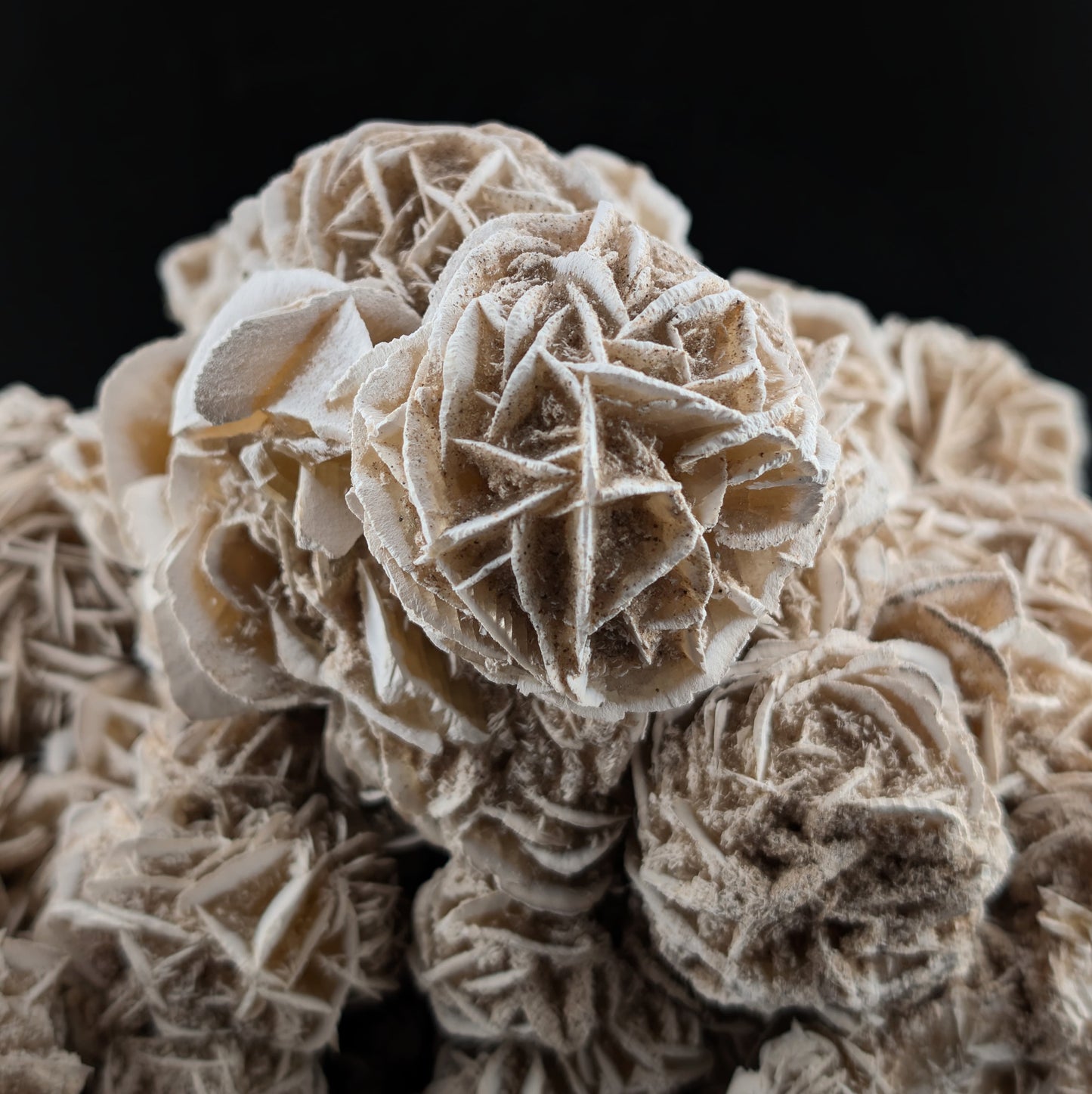 Rosa del desierto ~24 cm