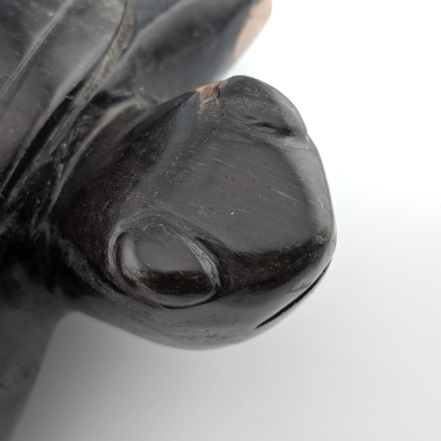Tortuga de madera petrificada