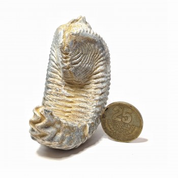 Fósil de Alectryonia 8cm
