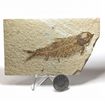 Knightia 13 cm