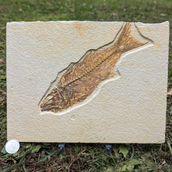 Fósil de pez Mioplosus 27...