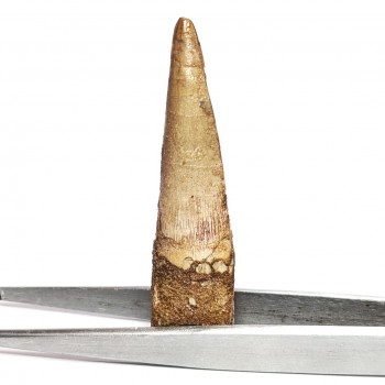 Espinosaurio 6 cm