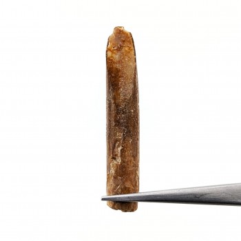 Saurópodo Rebbachisaurus...