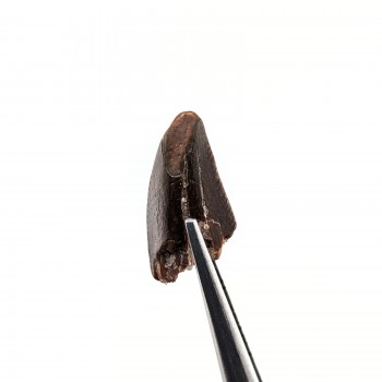 Dromeosaur Raptor 1.5 cm