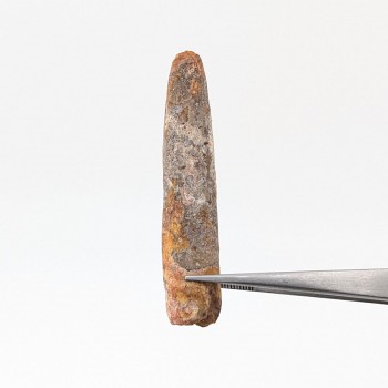 Saurópodo Rebbachisaurus...