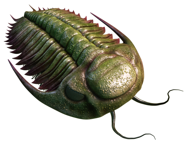 ¿QUÉ SON LOS TRILOBITES?