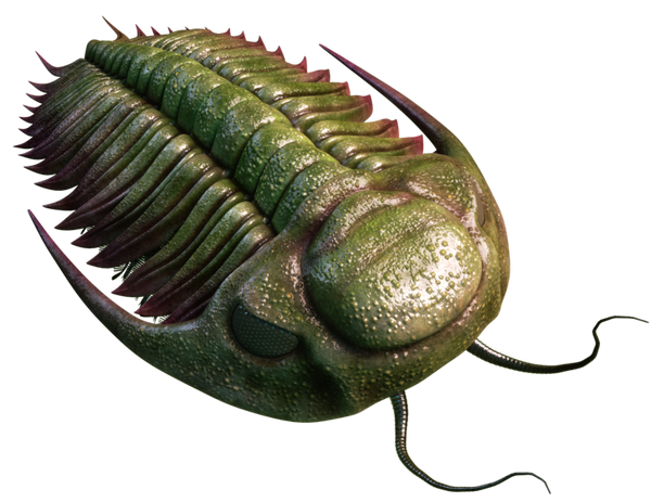 ¿QUÉ SON LOS TRILOBITES?