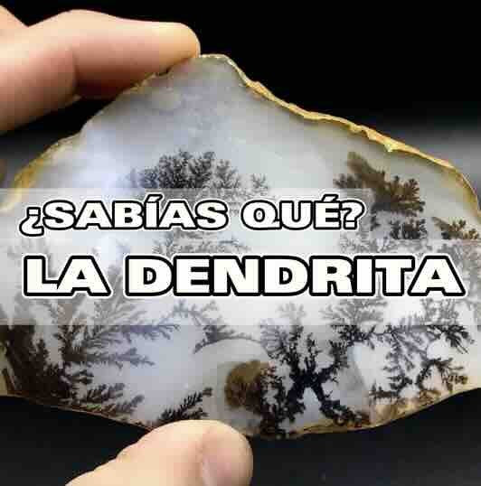 ¿QUÉ ES LA DENDRITA?