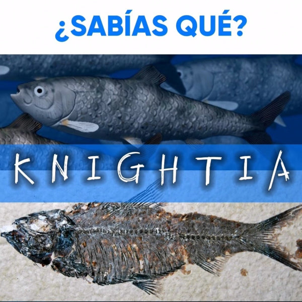 KNIGHTIA