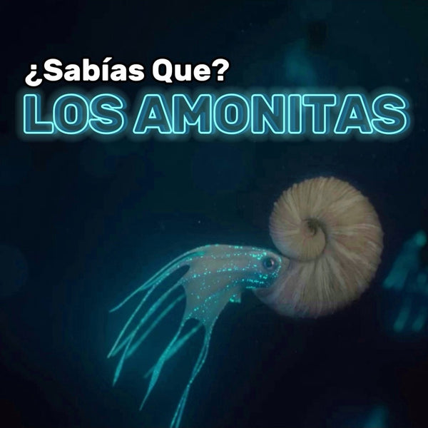¿Qué es una amonita?