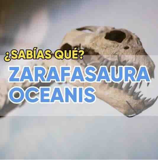¿SABÍAS QUÉ? ZARAFASAURA OCEANIS