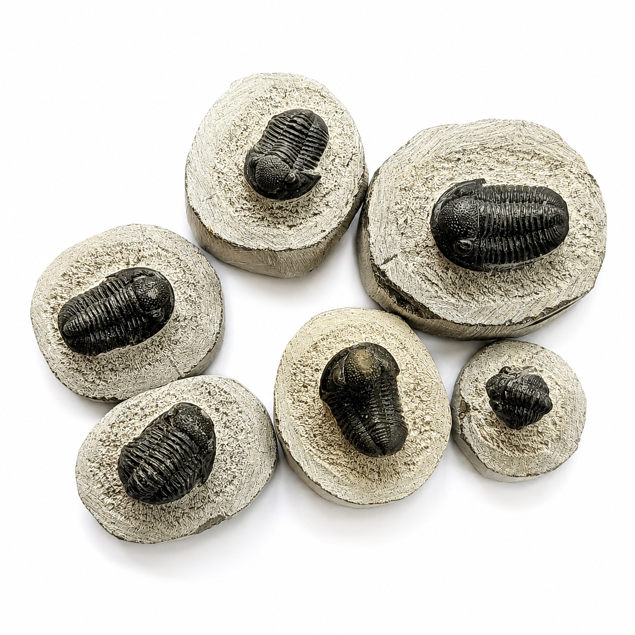 Fósil de Trilobite