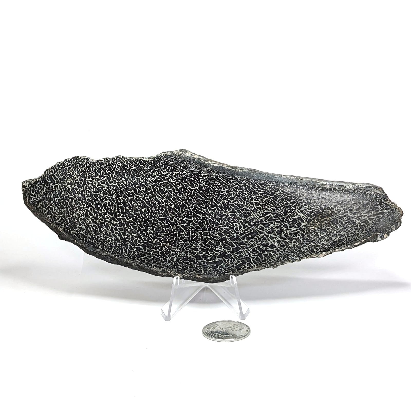FO-HUSA1