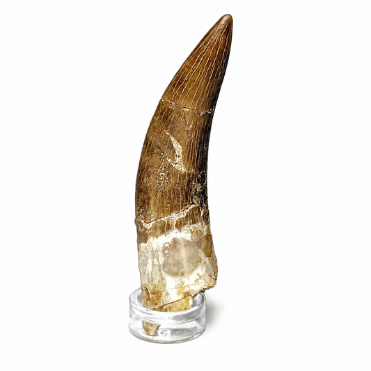 Zarafasaura Oceanis 6 Cm