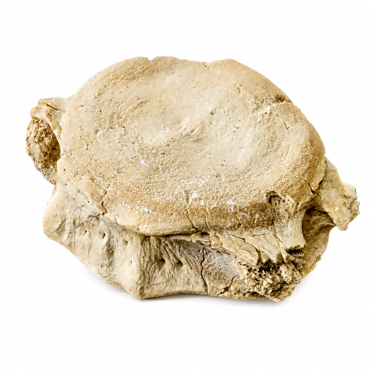 Vertebra De Basilosaurio