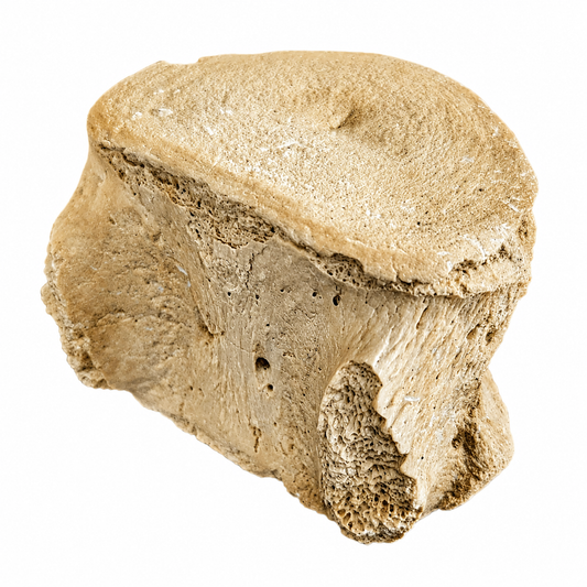 Vertebra De Basilosaurio 6x4 mm