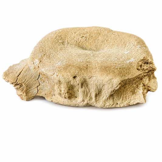 Vertebra De Basilosaurio 4x5 cm