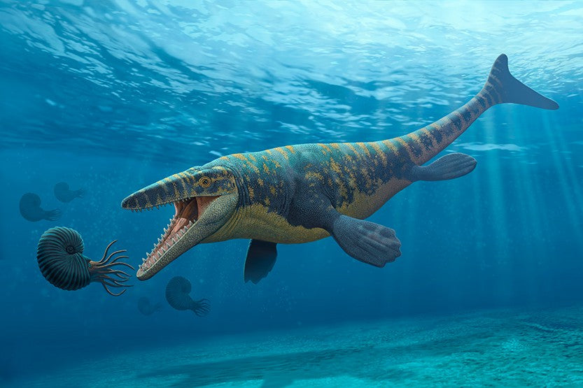 Diente fósil de Mosasaurio Prognathodon 5.5 cm