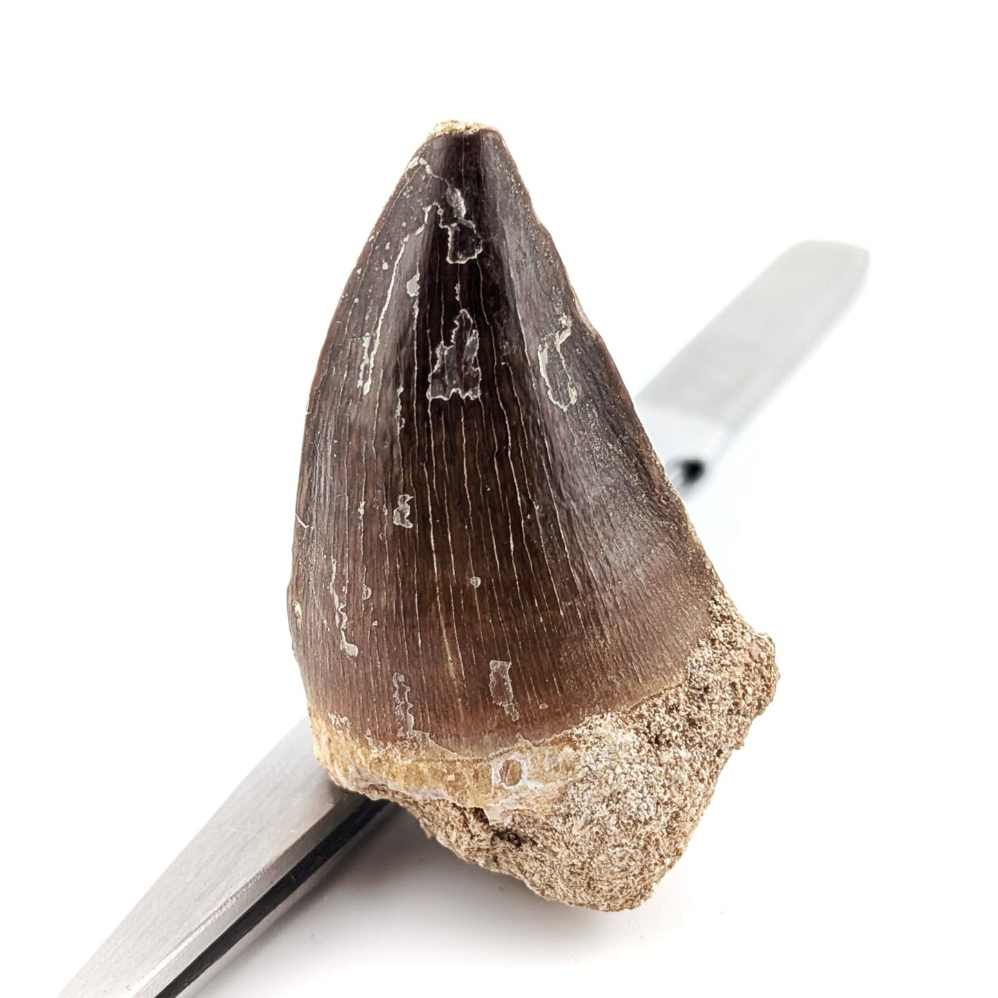 Diente fósil de Mosasaurio Prognathodon 5.5 cm