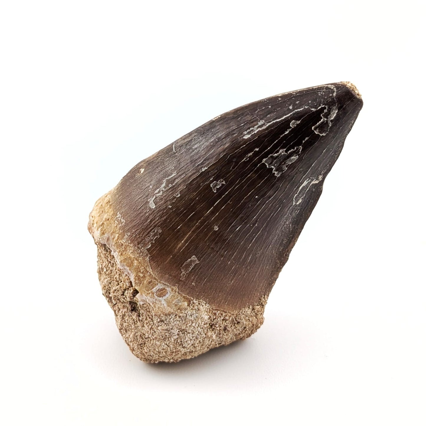 Diente fósil de Mosasaurio Prognathodon 5.5 cm