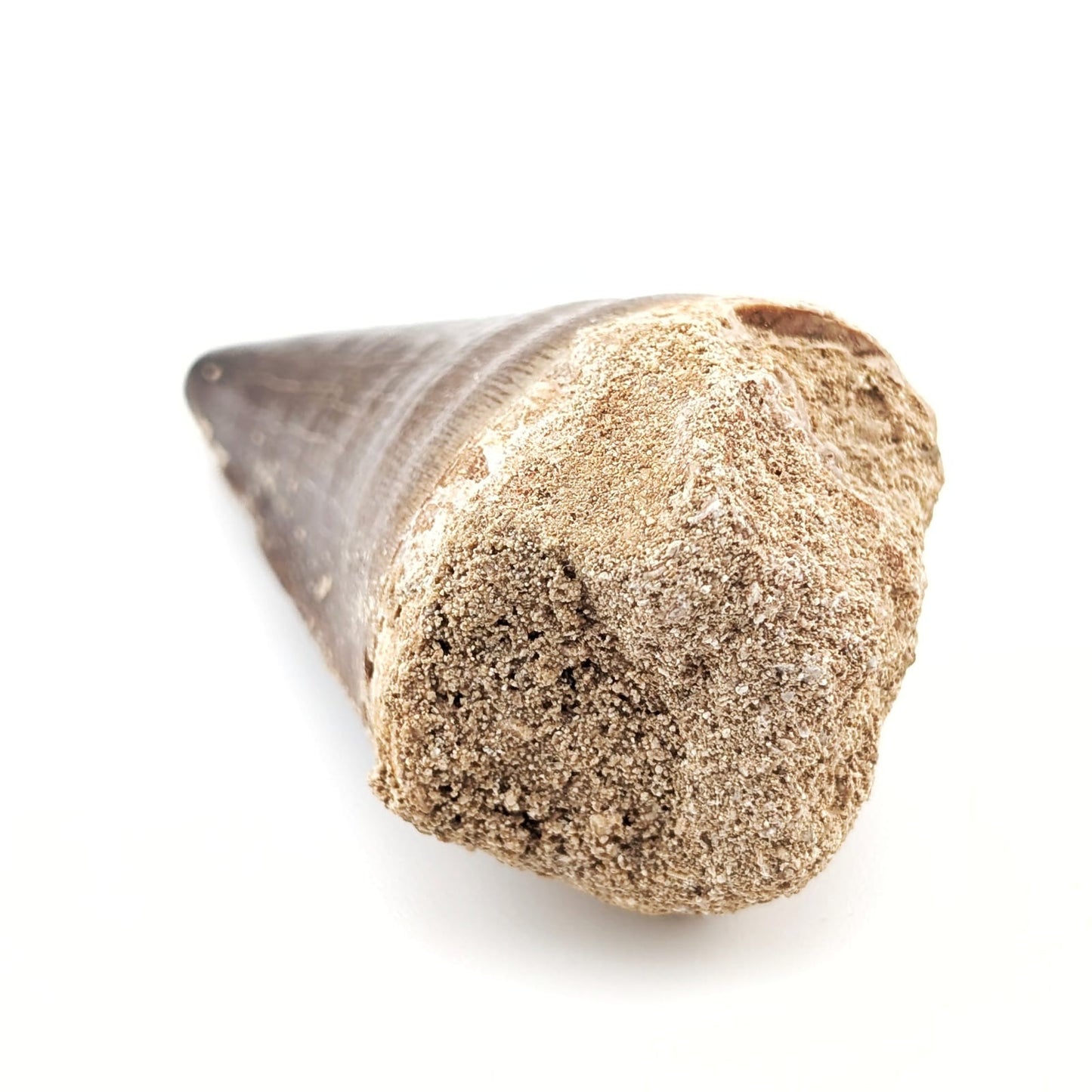 Diente fósil de Mosasaurio Prognathodon 5.5 cm