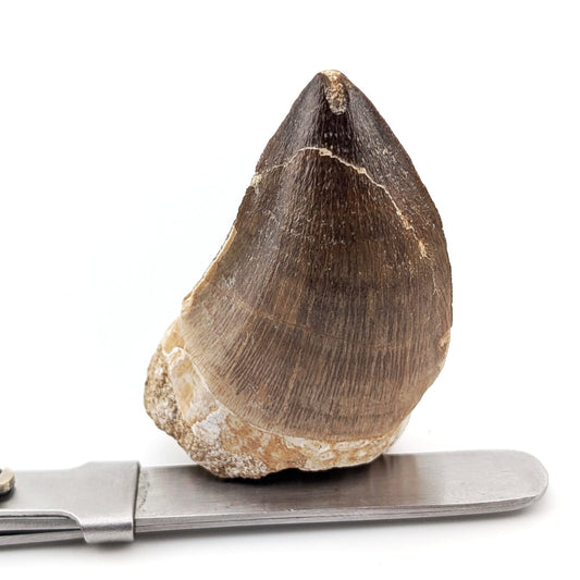Diente fósil de Mosasaurio Prognathodon 5 cm