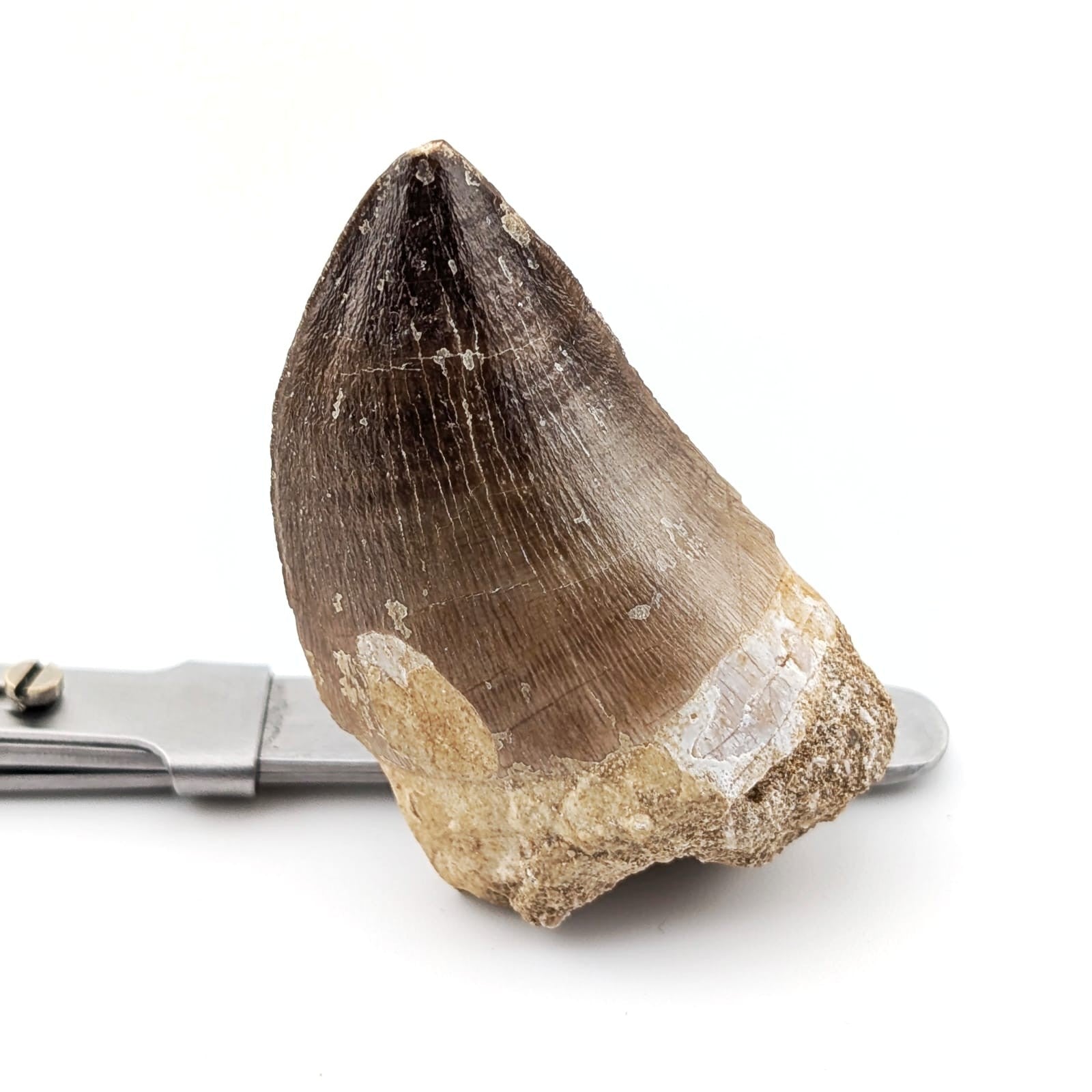 Diente fósil de Mosasaurio Prognathodon 5 cm