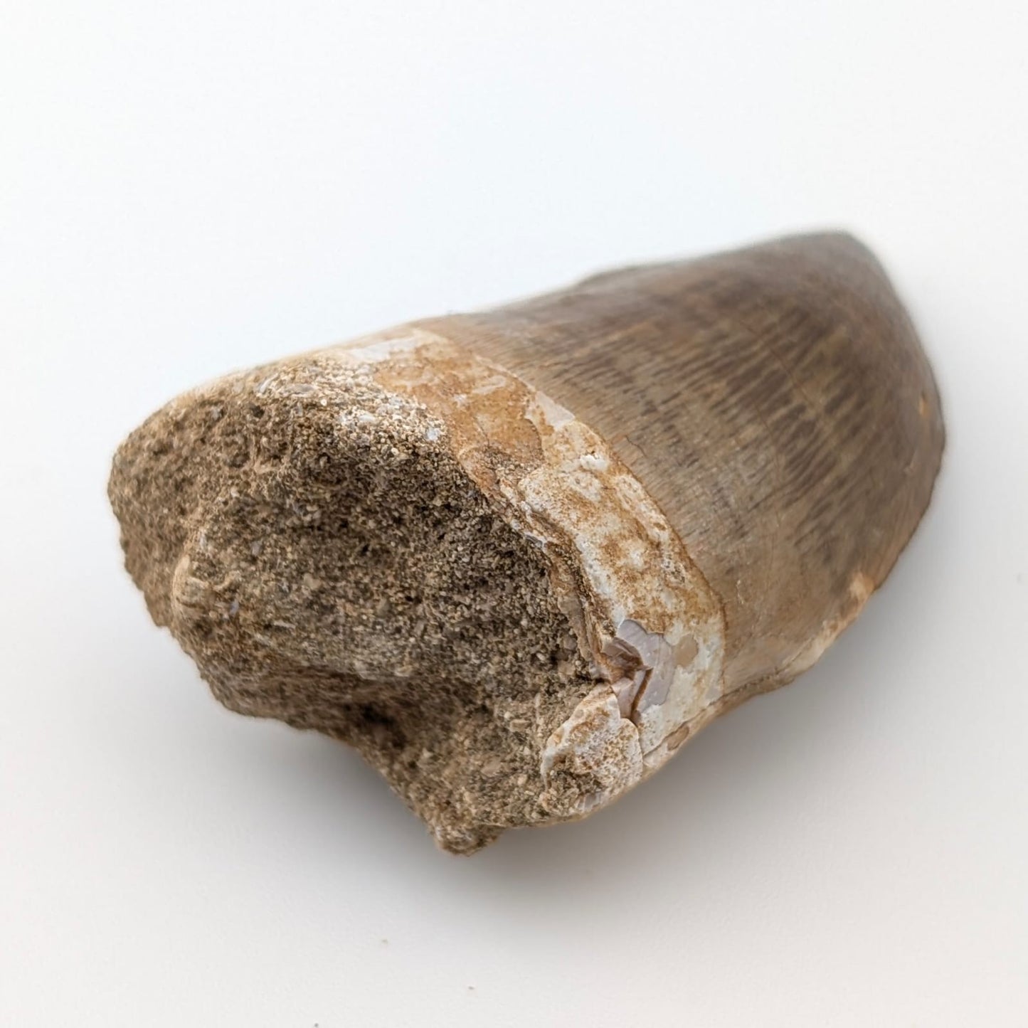 Diente fósil de Mosasaurio Prognathodon 5 cm