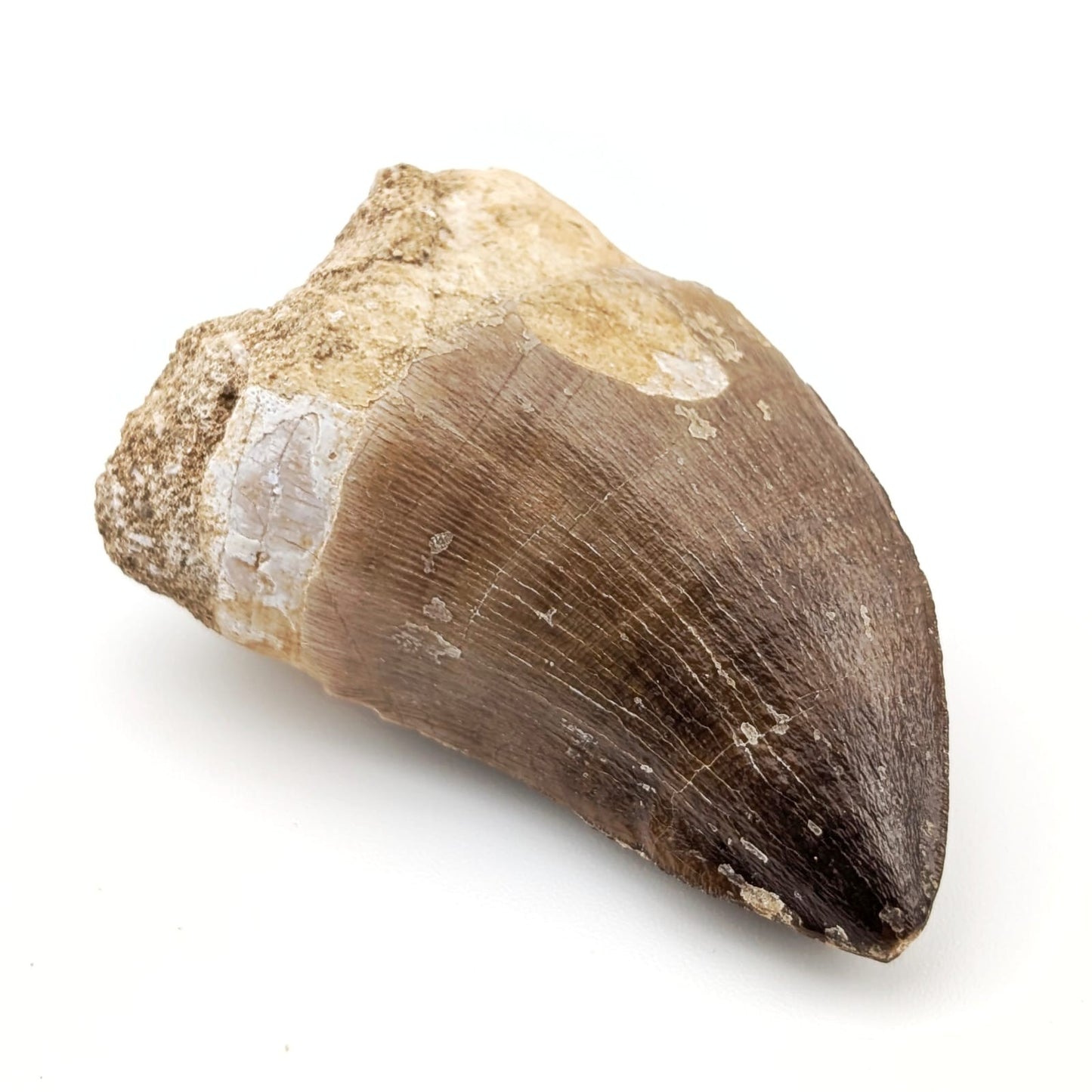 Diente fósil de Mosasaurio Prognathodon 5 cm