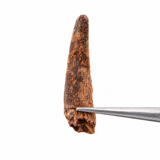 Espinosaurio 5cm