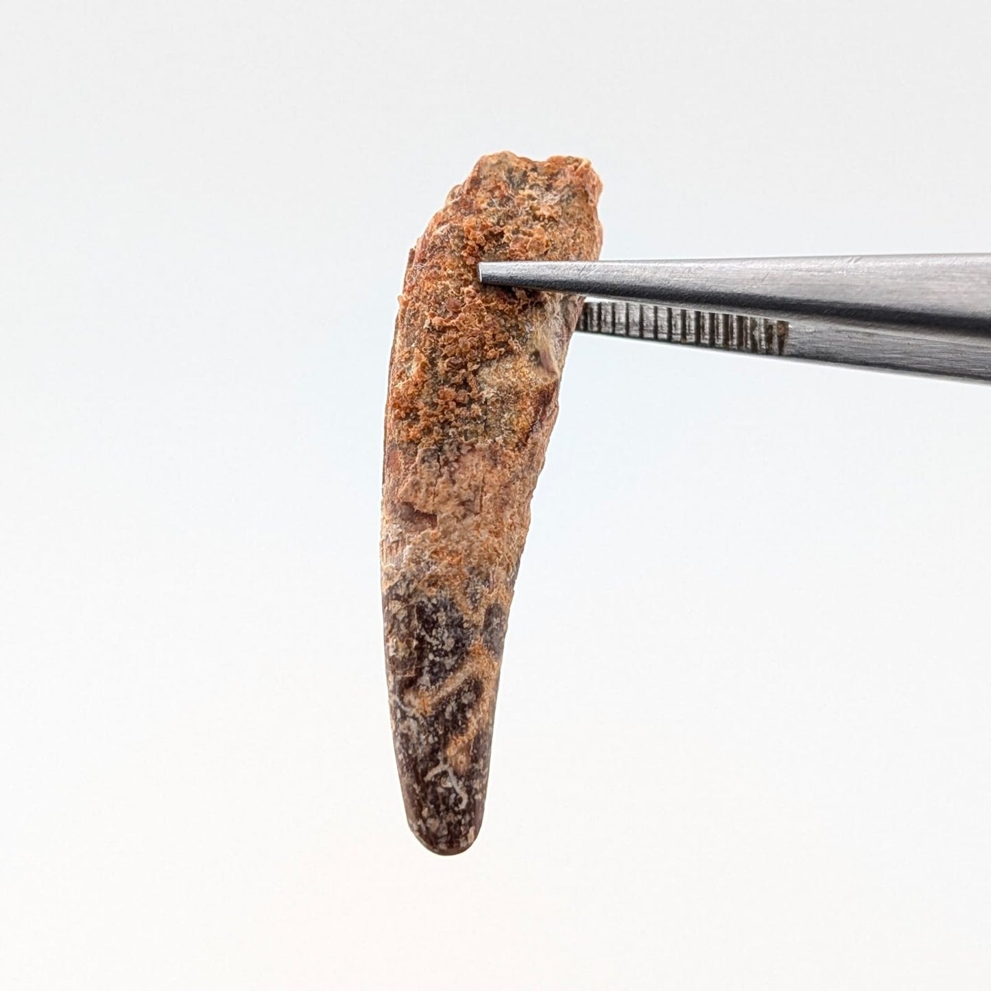 Espinosaurio 5 Cm