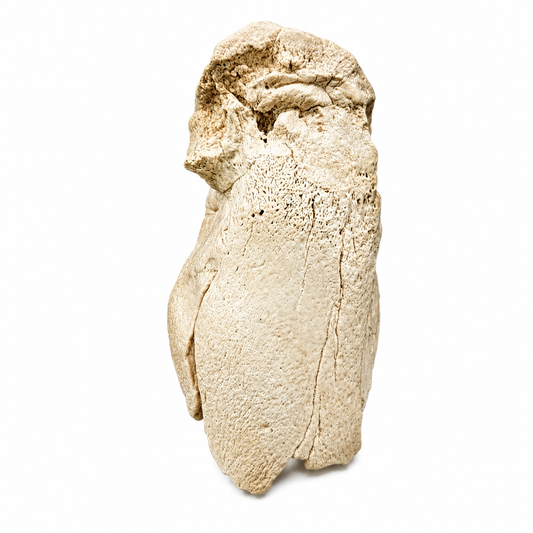 Metatarso De Pappocetus 7 X 4 Cm