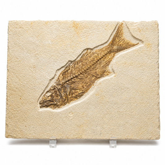 Fósil de pez Mioplosus 27 cm