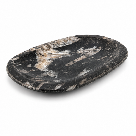 Plato de Orthoceras de Marruecos 12x19 cm