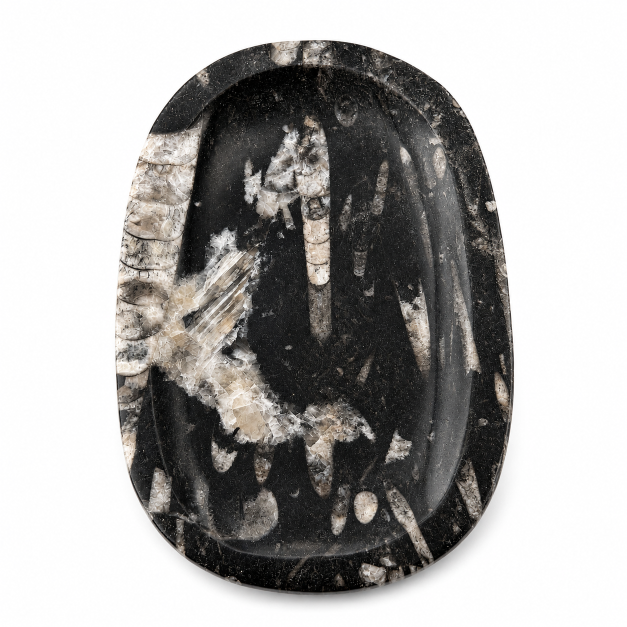 Plato de Orthoceras de Marruecos 12x19 cm