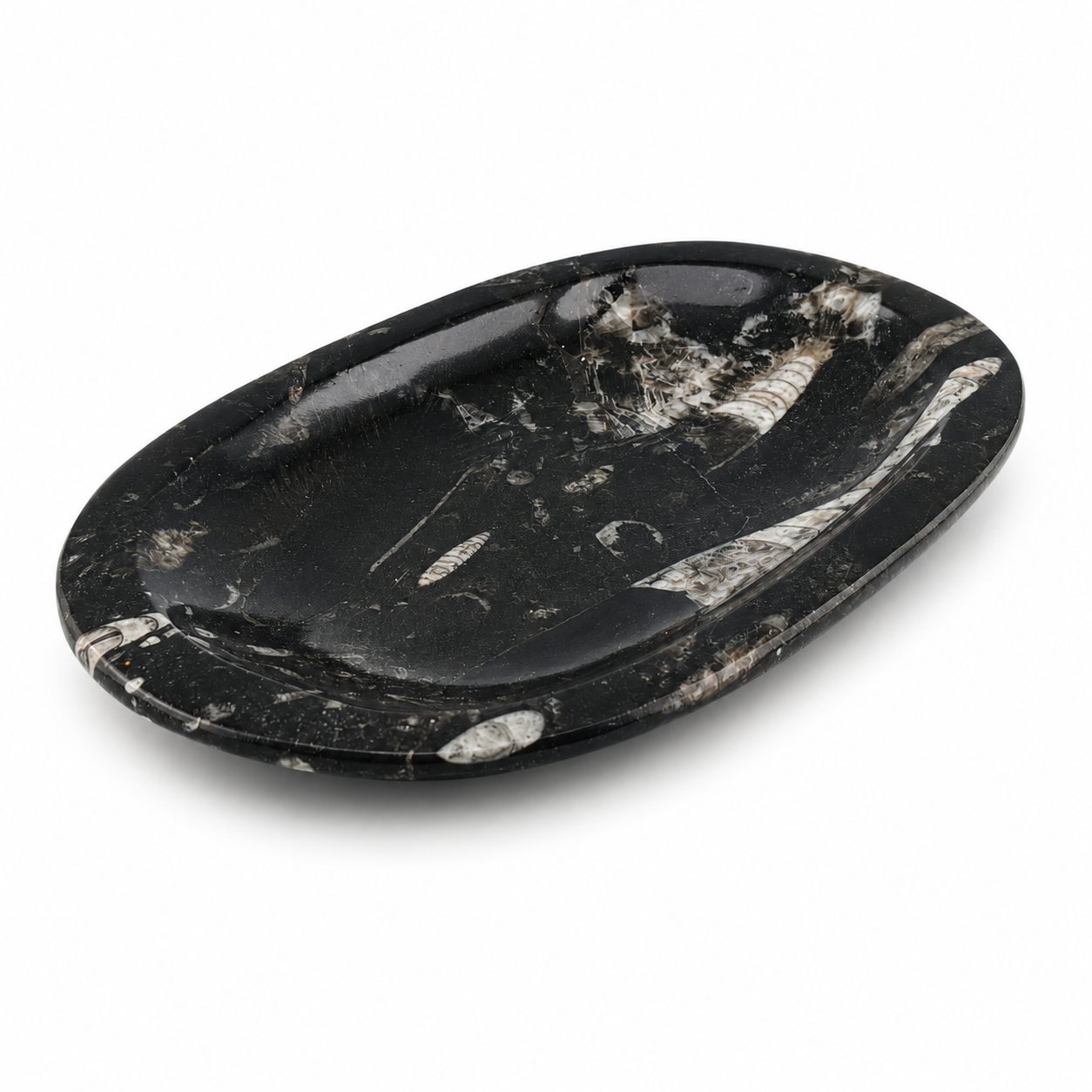 Plato de Orthoceras de Marruecos 12x19 cm