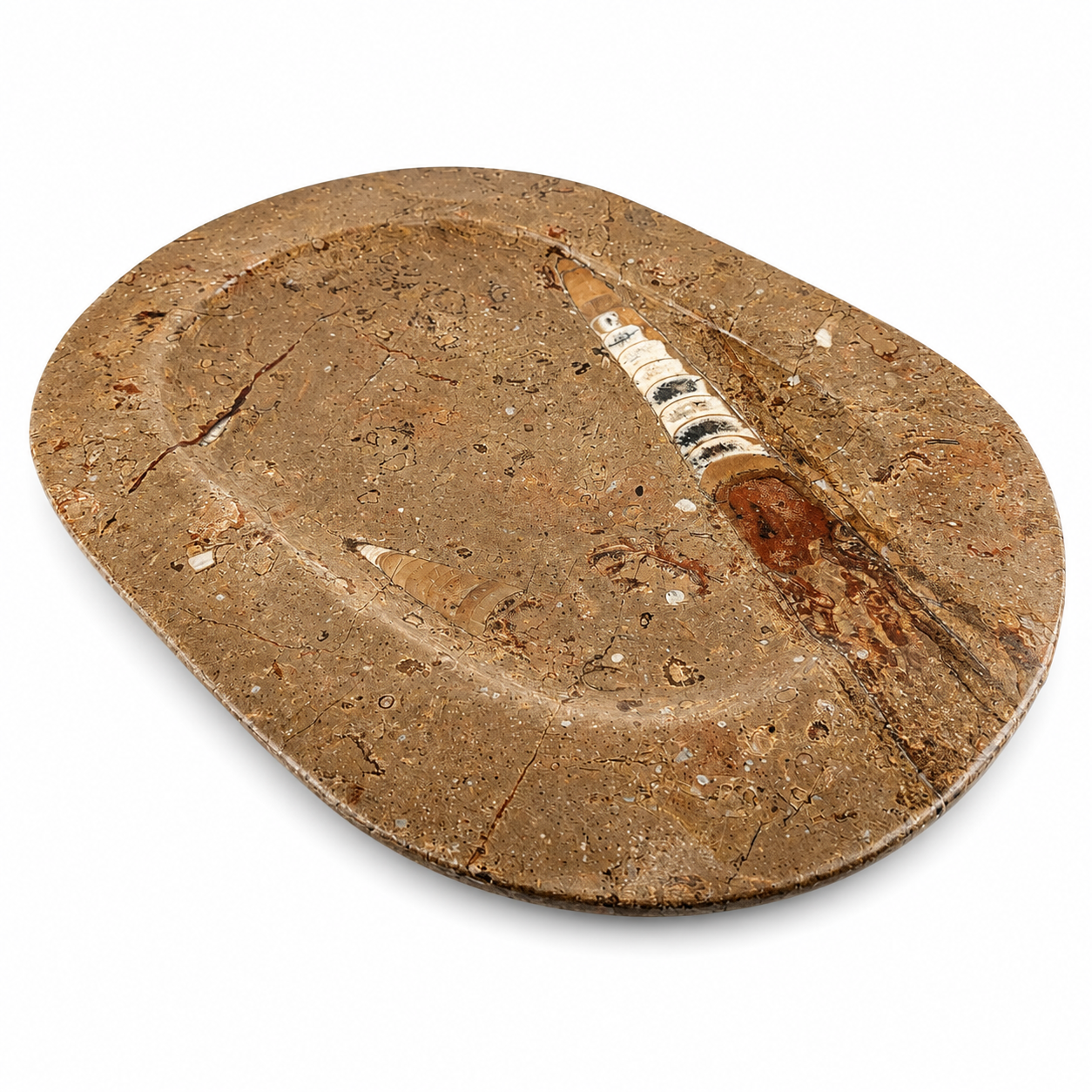 Plato de Orthoceras de Marruecos 23x34 cm