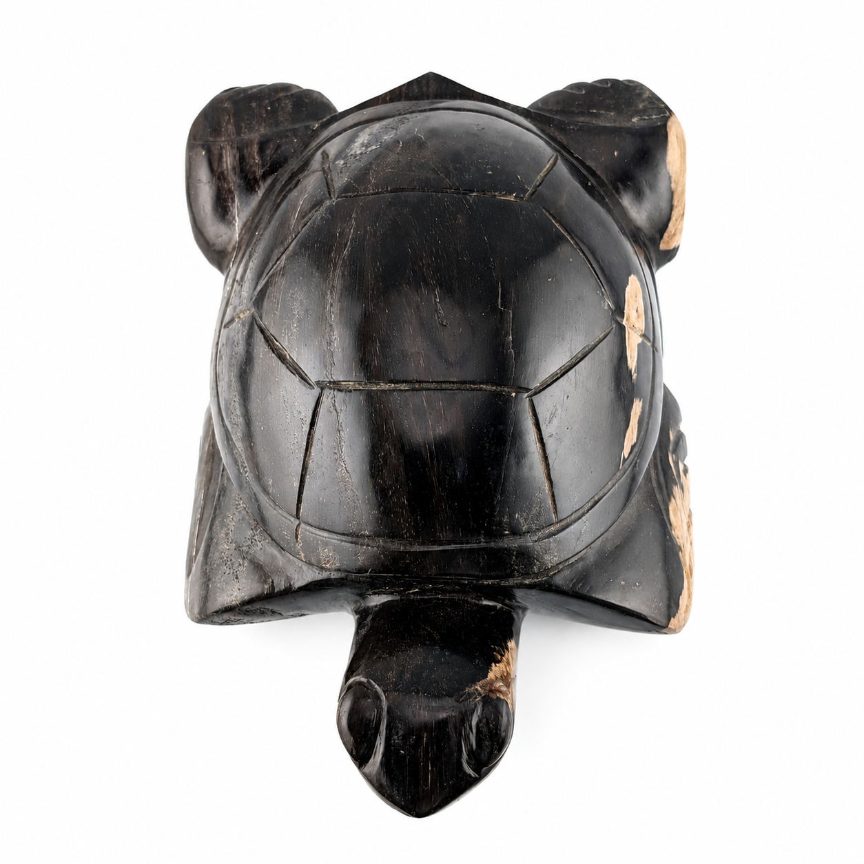 Tortuga de madera petrificada