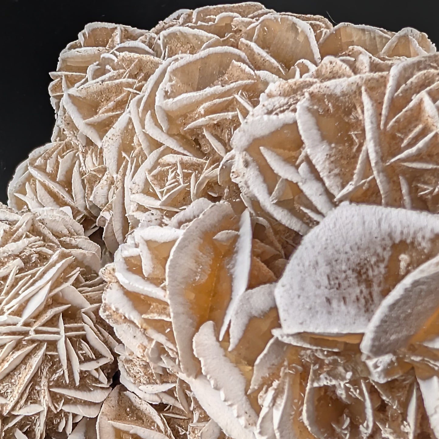 Rosa del desierto ~24 cm