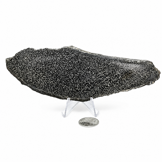 Hueso fósil de Sauropodo 19 cm