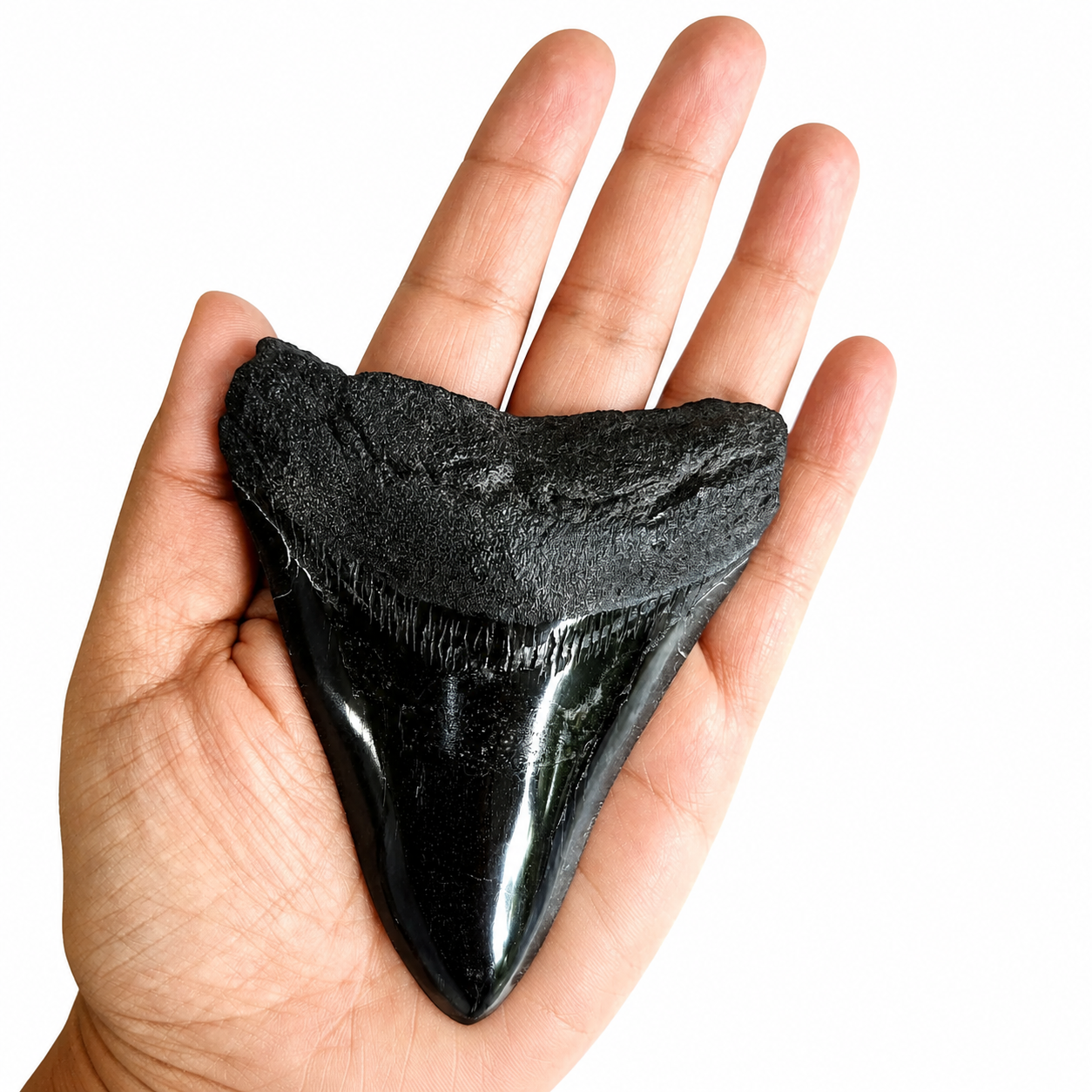 Diente fósil de Megalodón 9 x 7.5 cm