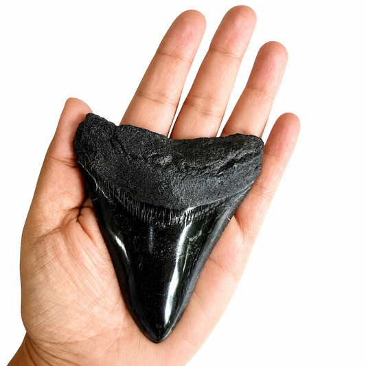 Diente fósil de Megalodón 9 x 7.5 cm
