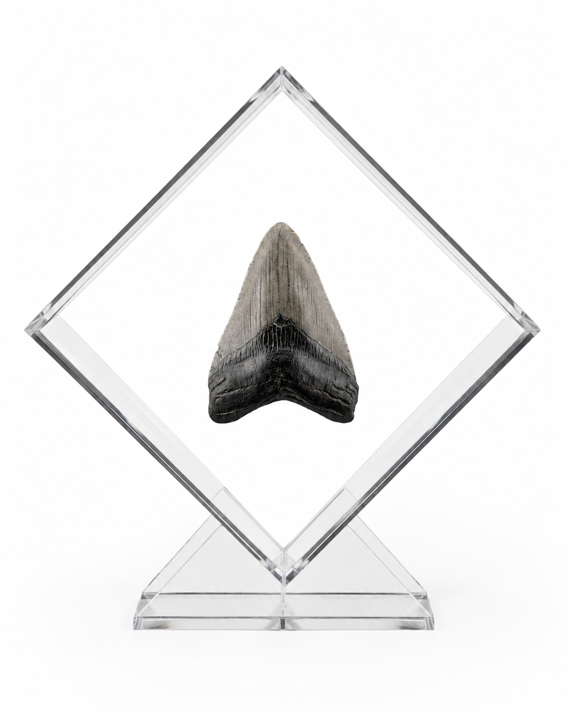 Exhibidor de acrílico con diente de Megalodon
