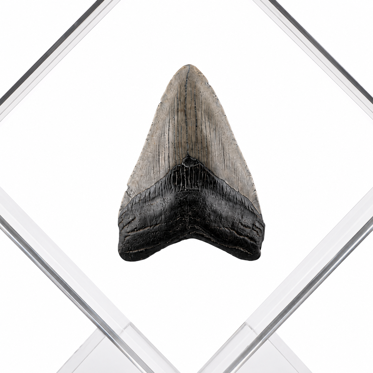 Exhibidor de acrílico con diente de Megalodon