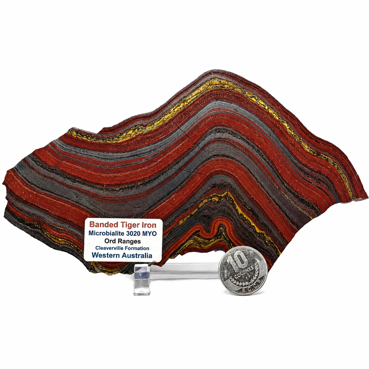 Hierro De Tigre 15 Cm