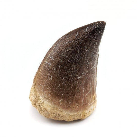 Mosasaurio Thalassotitan 3 Cm